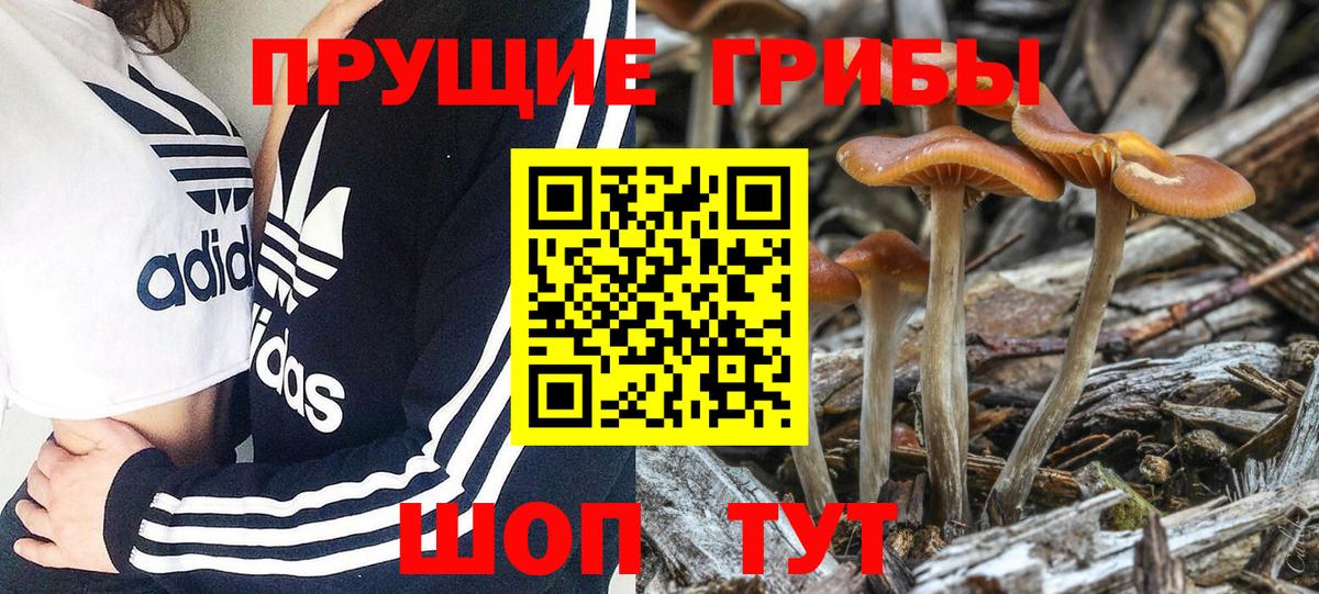 Псилоцибиновые грибы мухоморы Псков